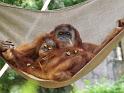 Orangutans (4)